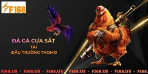 Đá gà cựa sắt Thomo